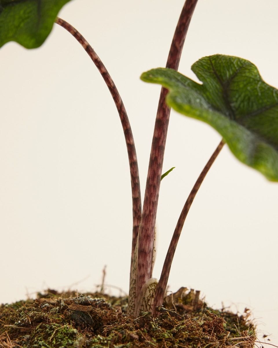 Alocasia Olifantsoor Jacklyn