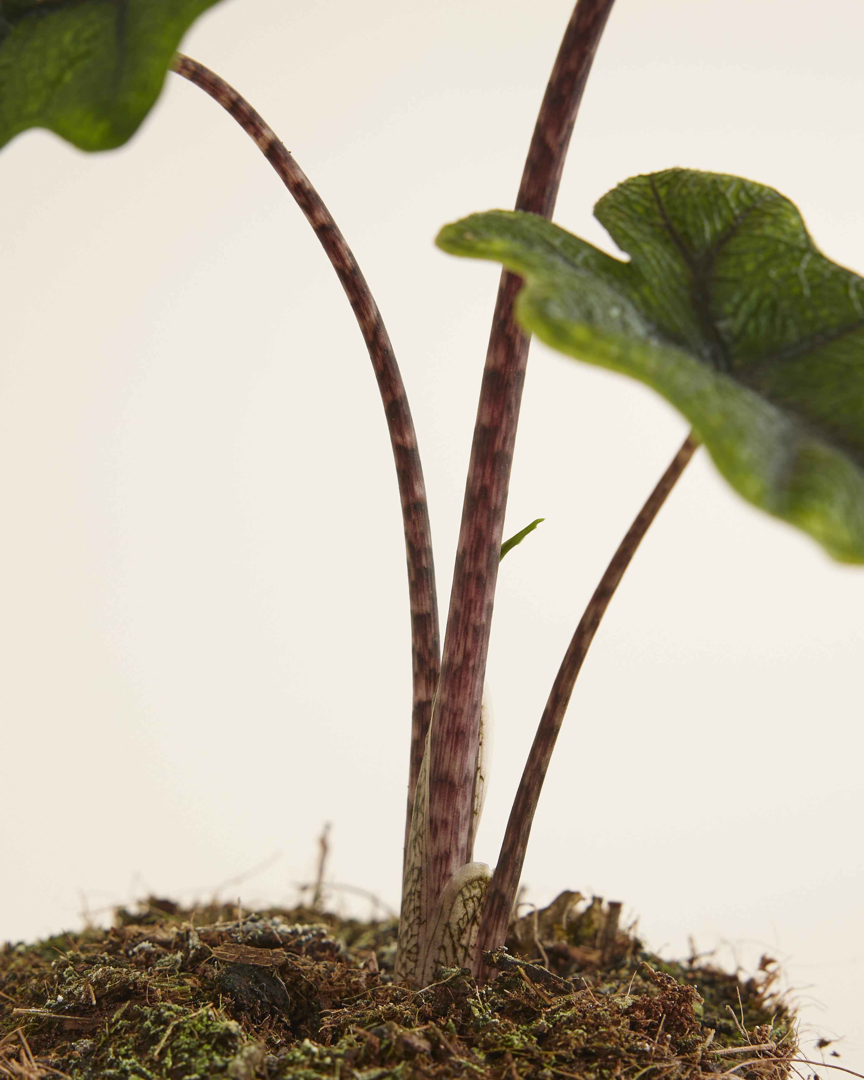 Alocasia Elephant Ears Jacklyn