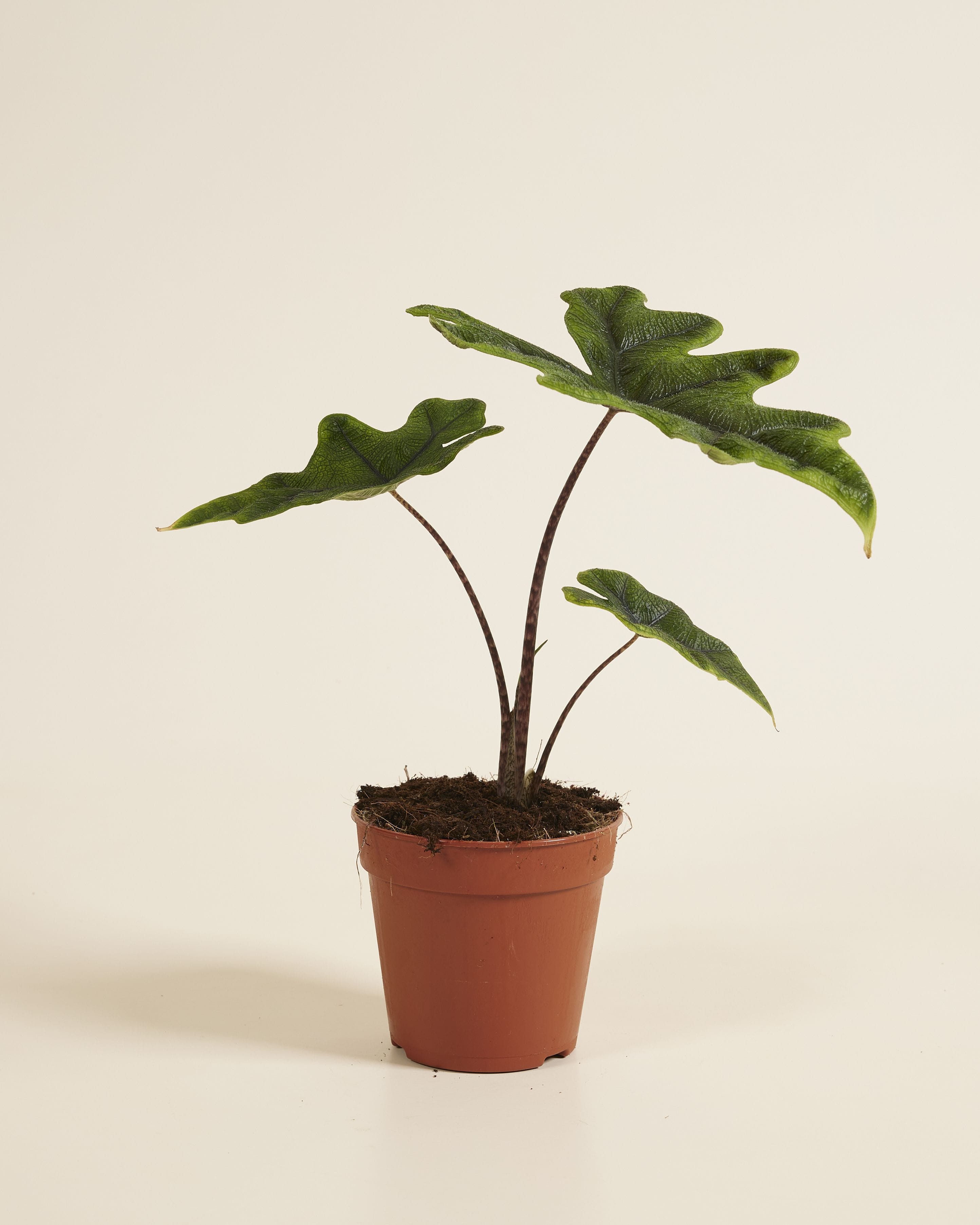Alocasia Elephant Ears Jacklyn