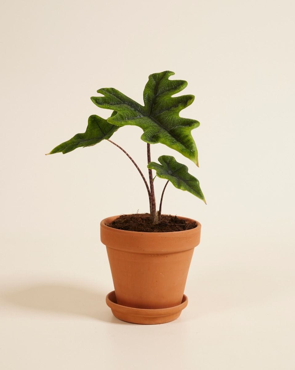 Alocasia Olifantsoor Jacklyn