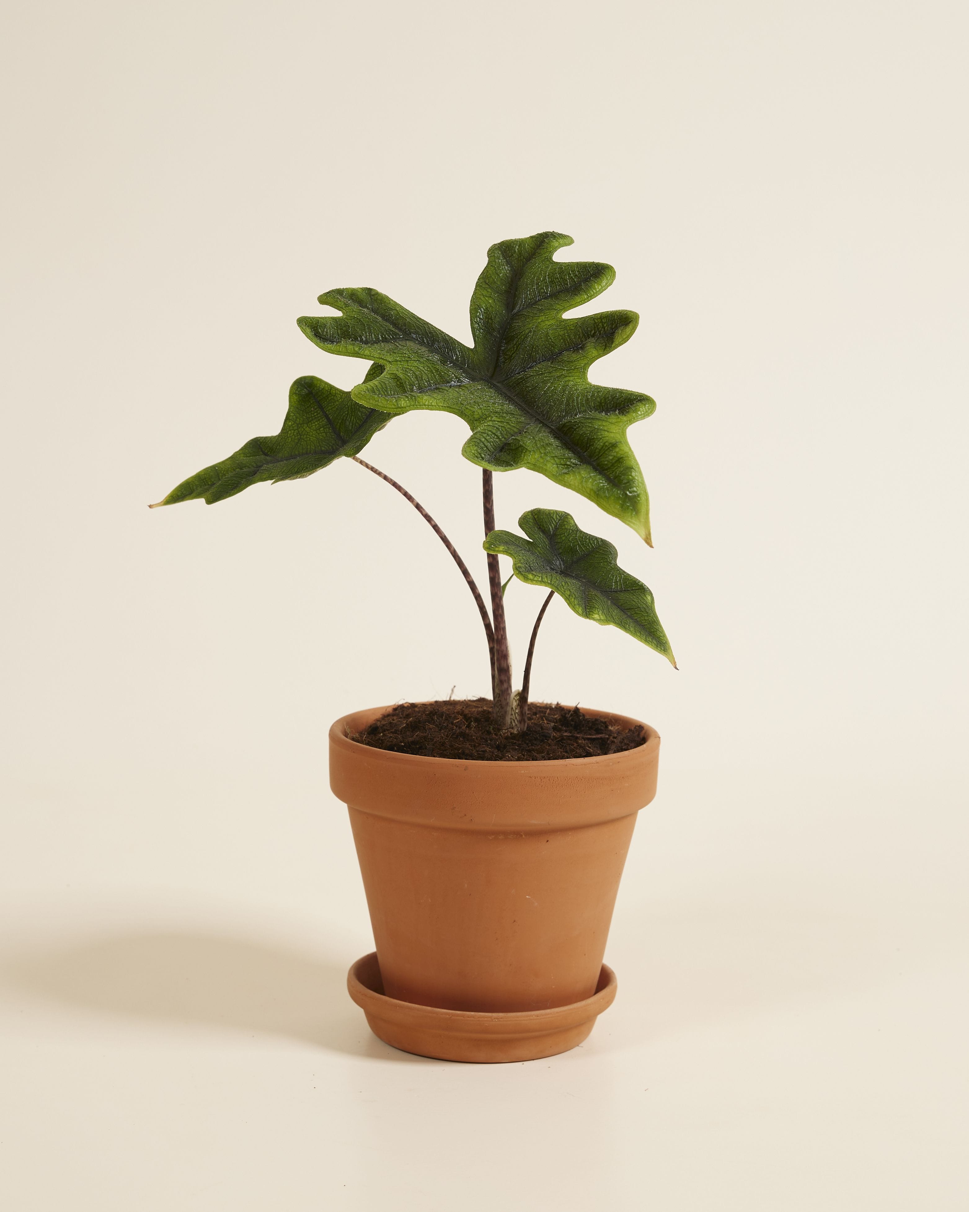 Alocasia Elephant Ears Jacklyn