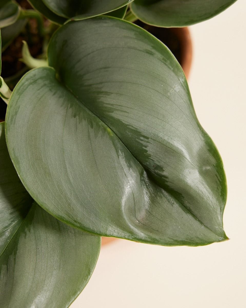 Scindapsus Treubii Moonlight