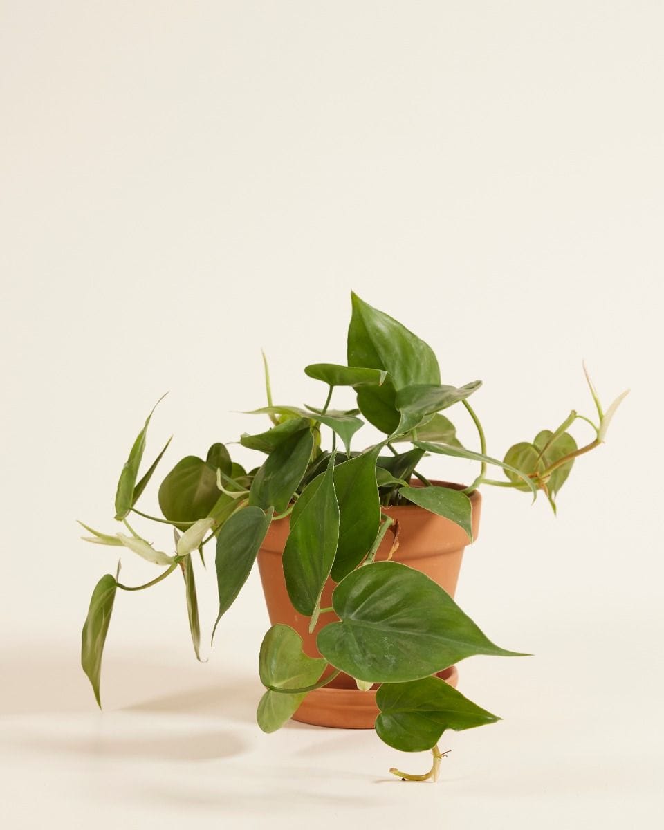 Philodendron Baumfreund Scandens