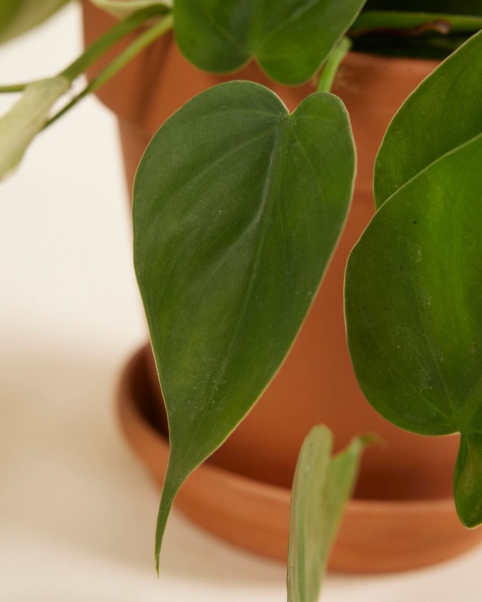 Philodendron Baumfreund Scandens