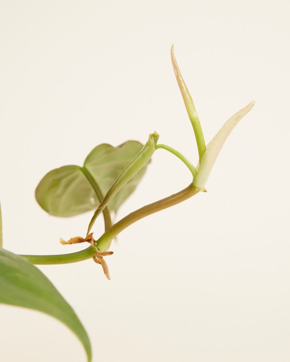 Philodendron Baumfreund Scandens