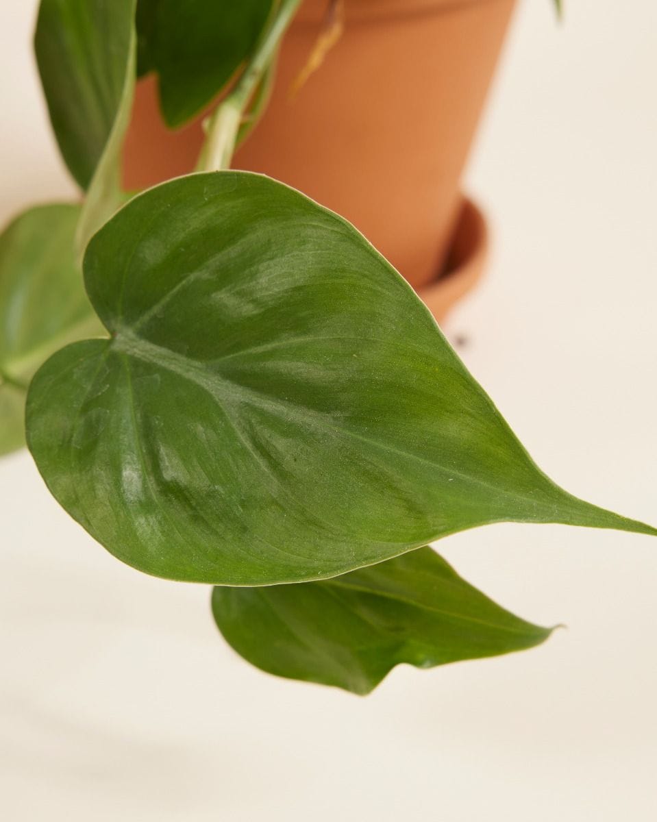 Philodendron Baumfreund Scandens