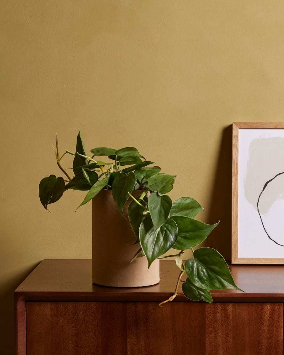 Philodendron Baumfreund Scandens