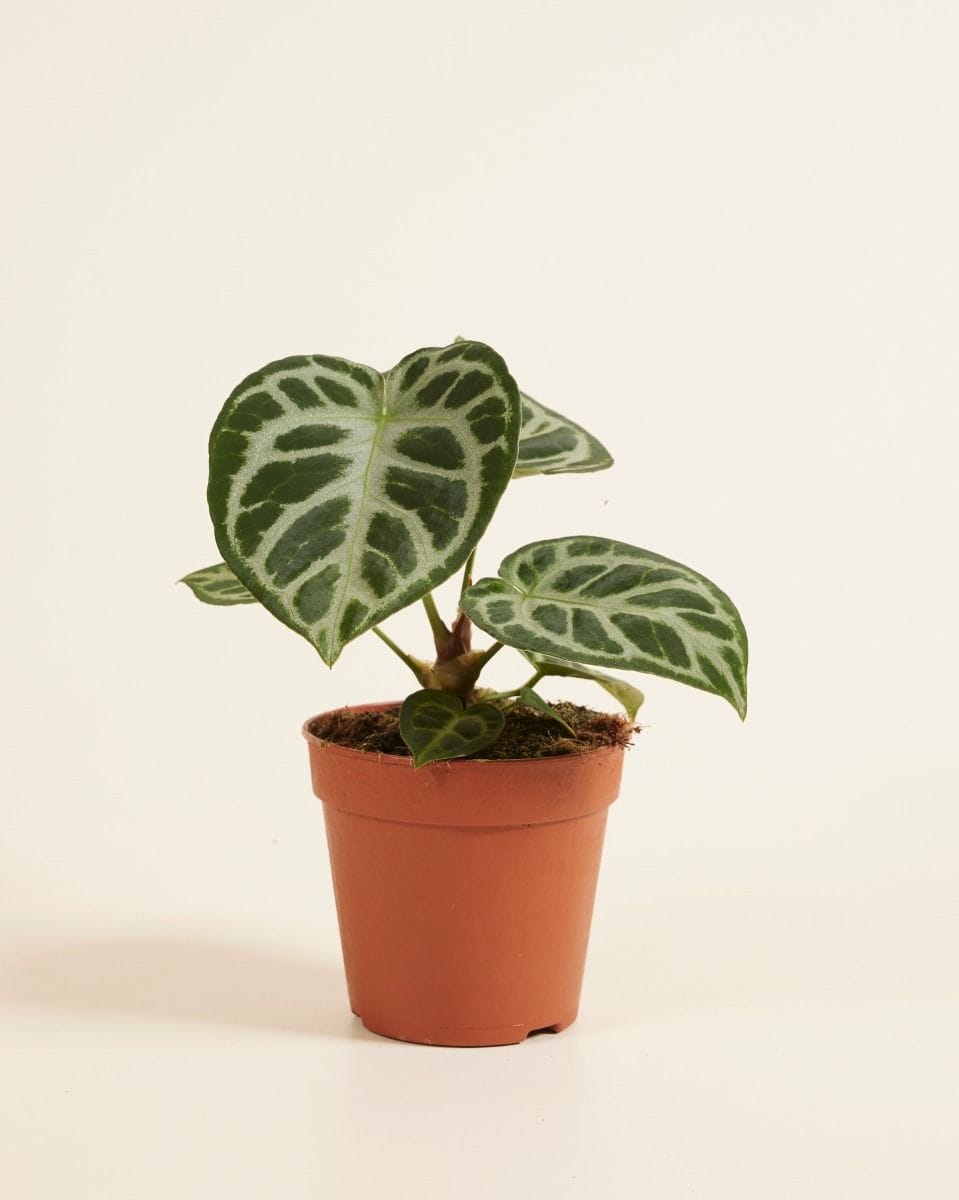 Anthurium Flamingo flowers Silver Blush