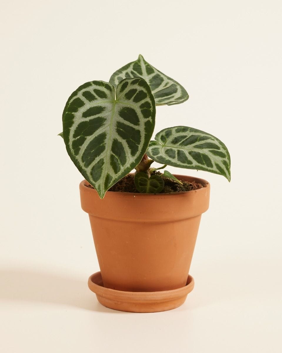 Anthurium Flamingo flowers Silver Blush