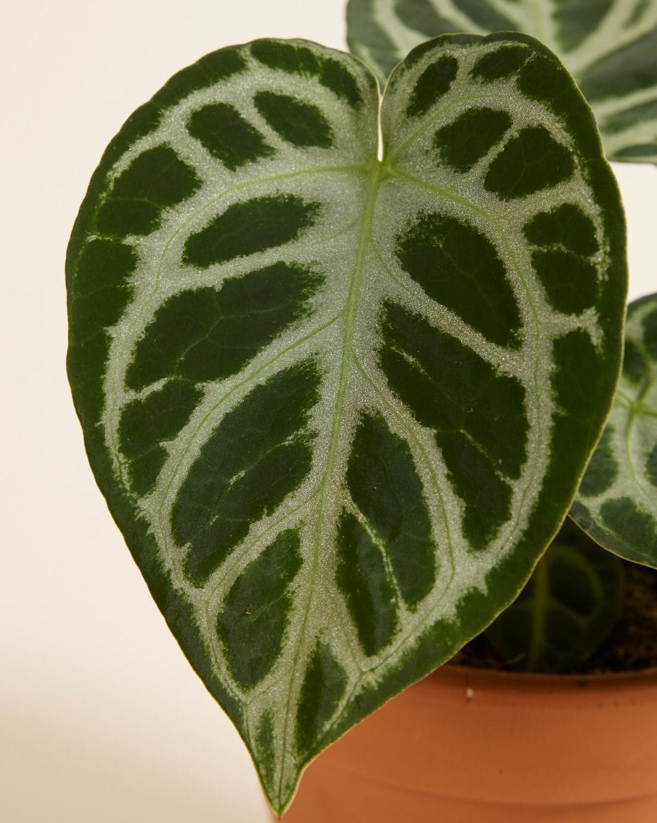 Anthurium Flamingo flowers Silver Blush
