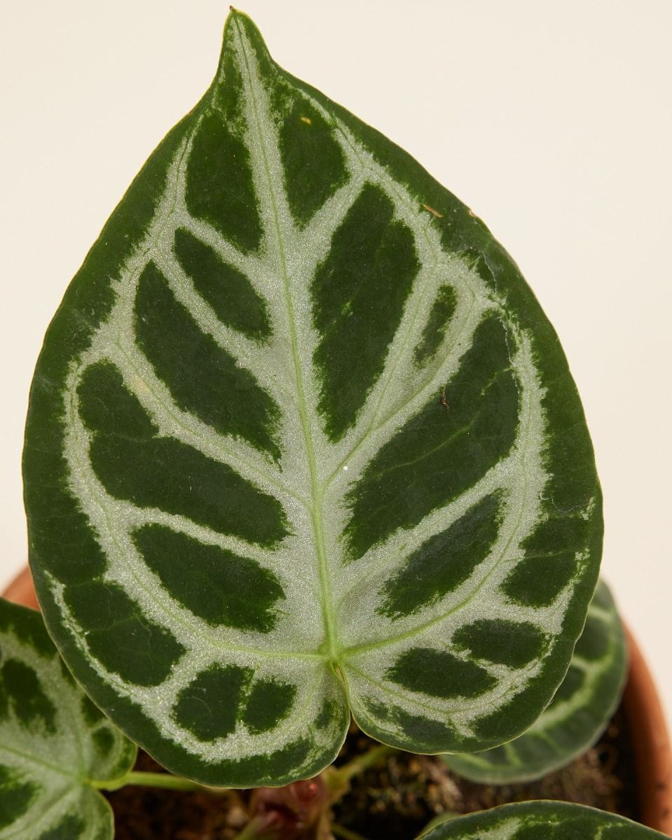 Anthurium Flamingo flowers Silver Blush