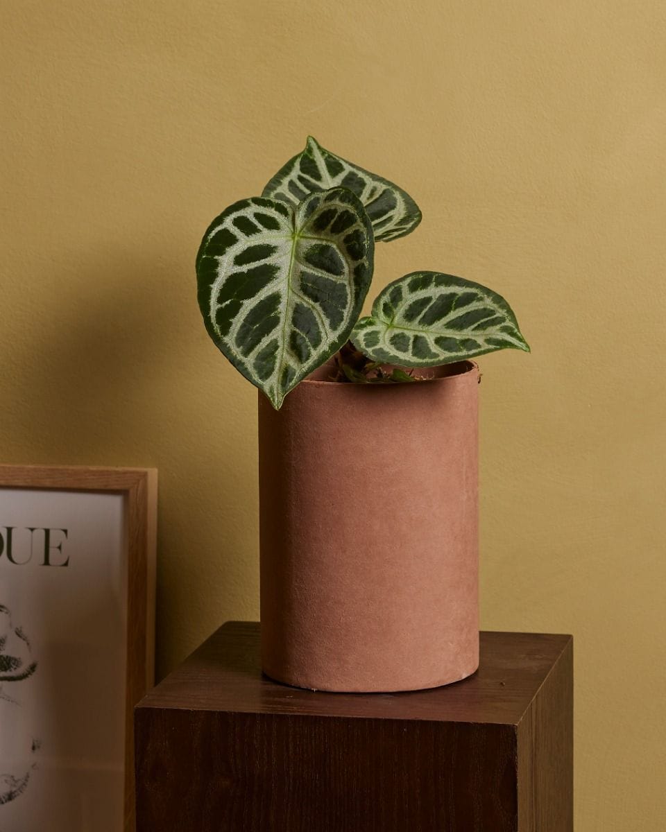 Anthurium Flamingo flowers Silver Blush