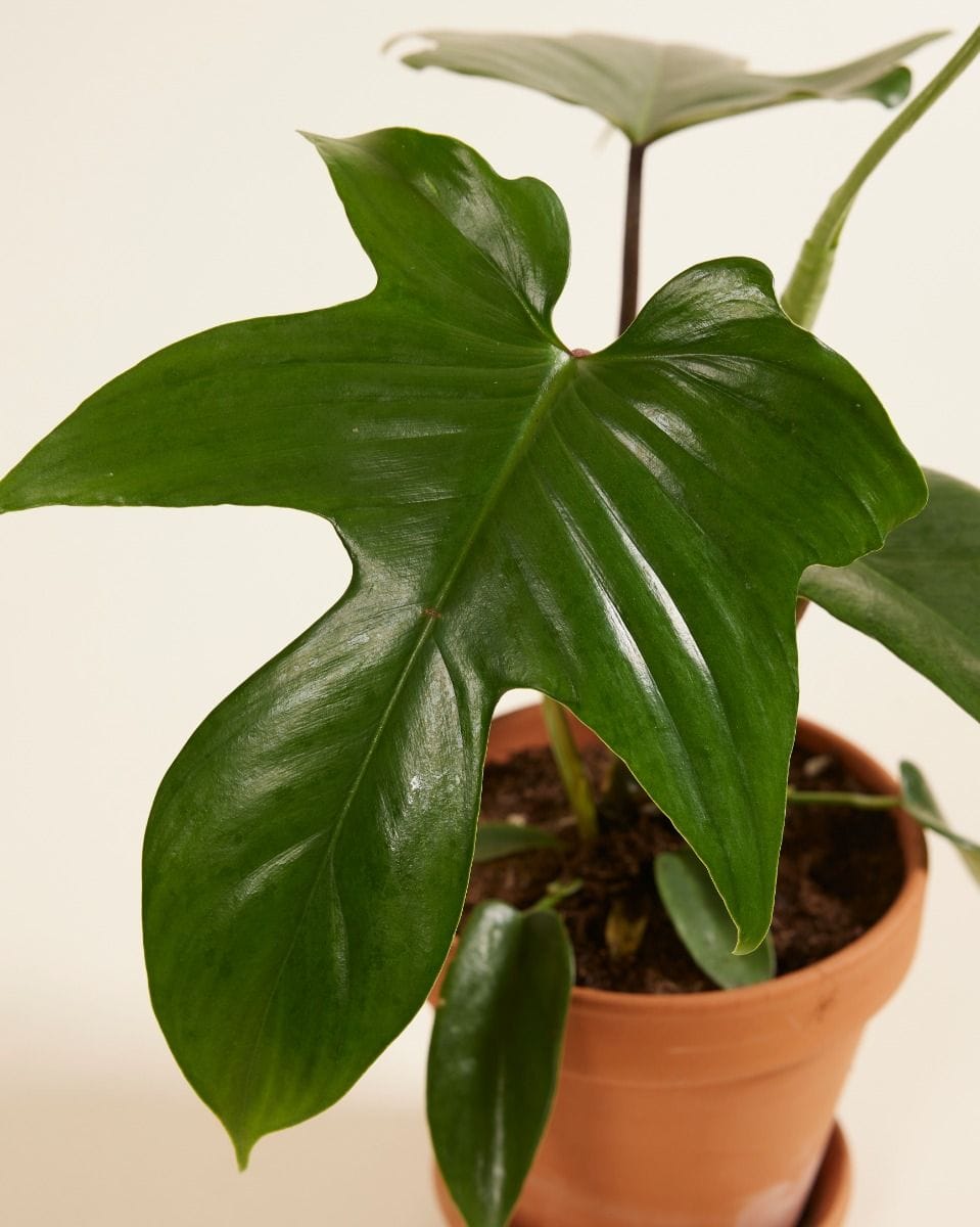 Philodendron Florida Green