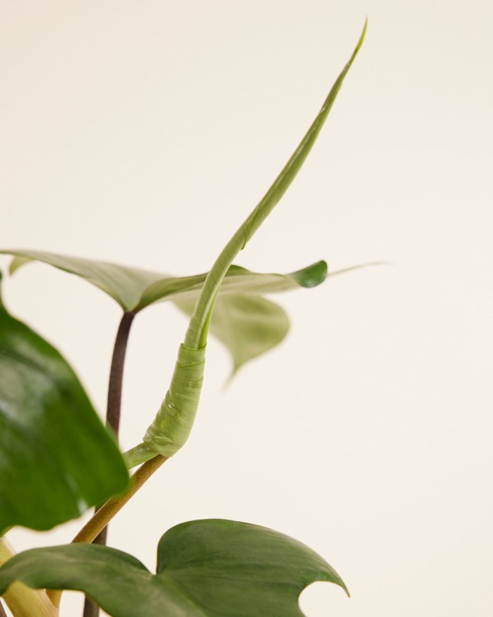 Philodendron Florida Green