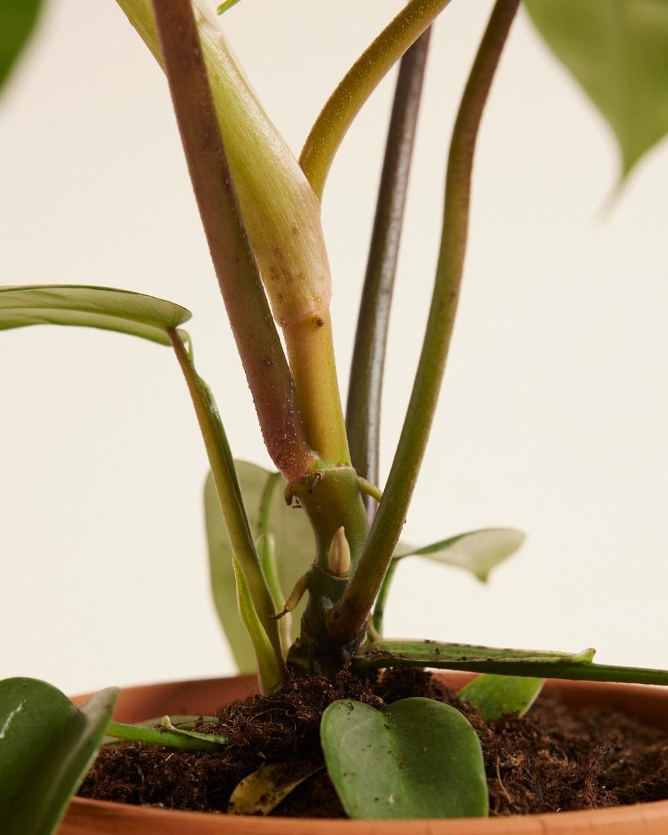Philodendron Florida Green