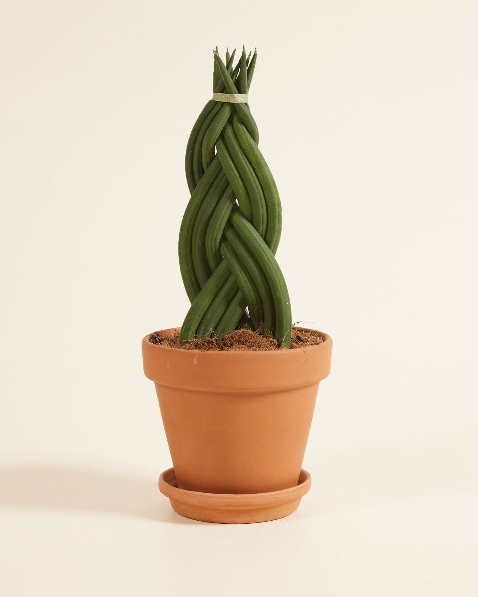 Sansevieria Twister