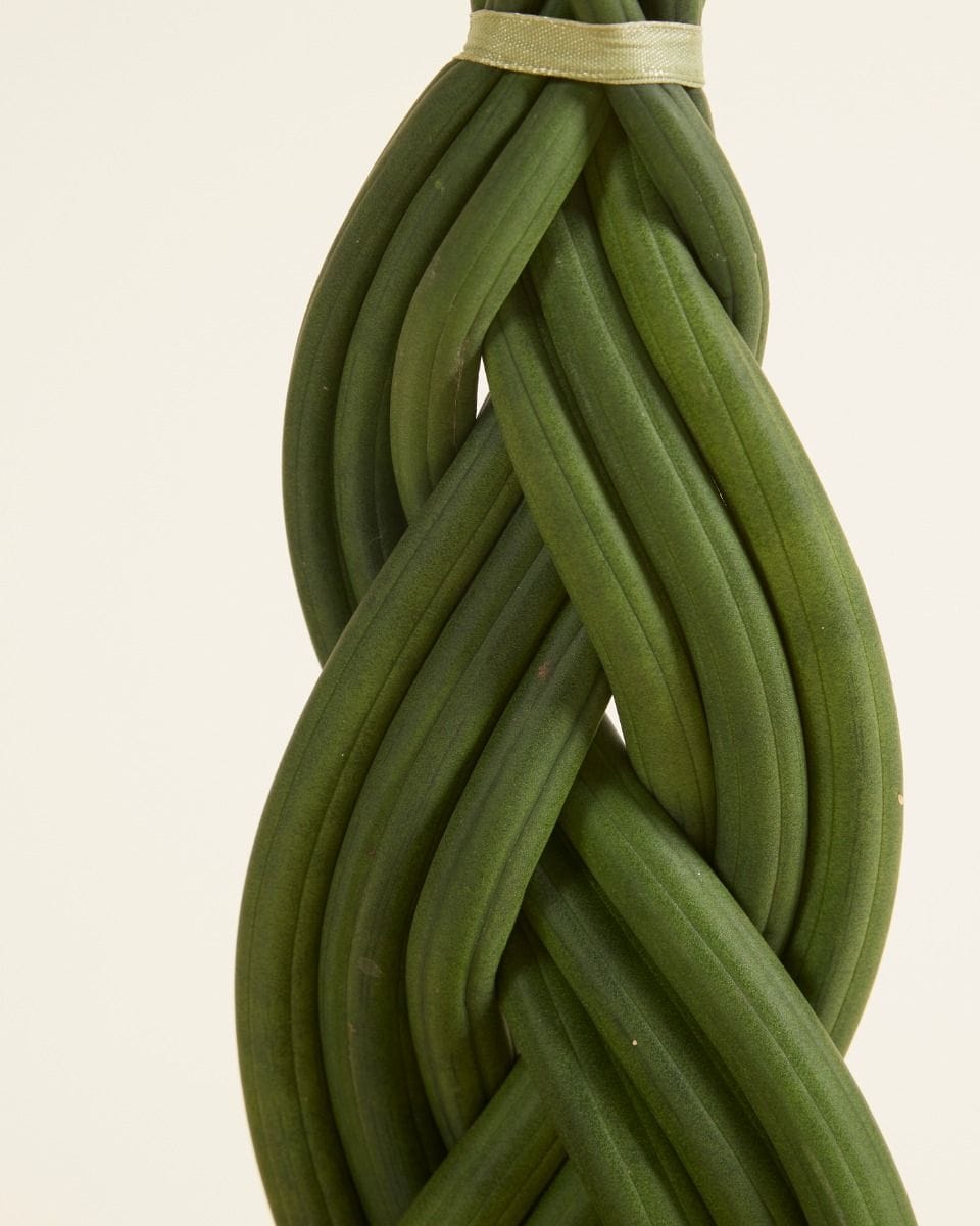 Sansevieria Twister