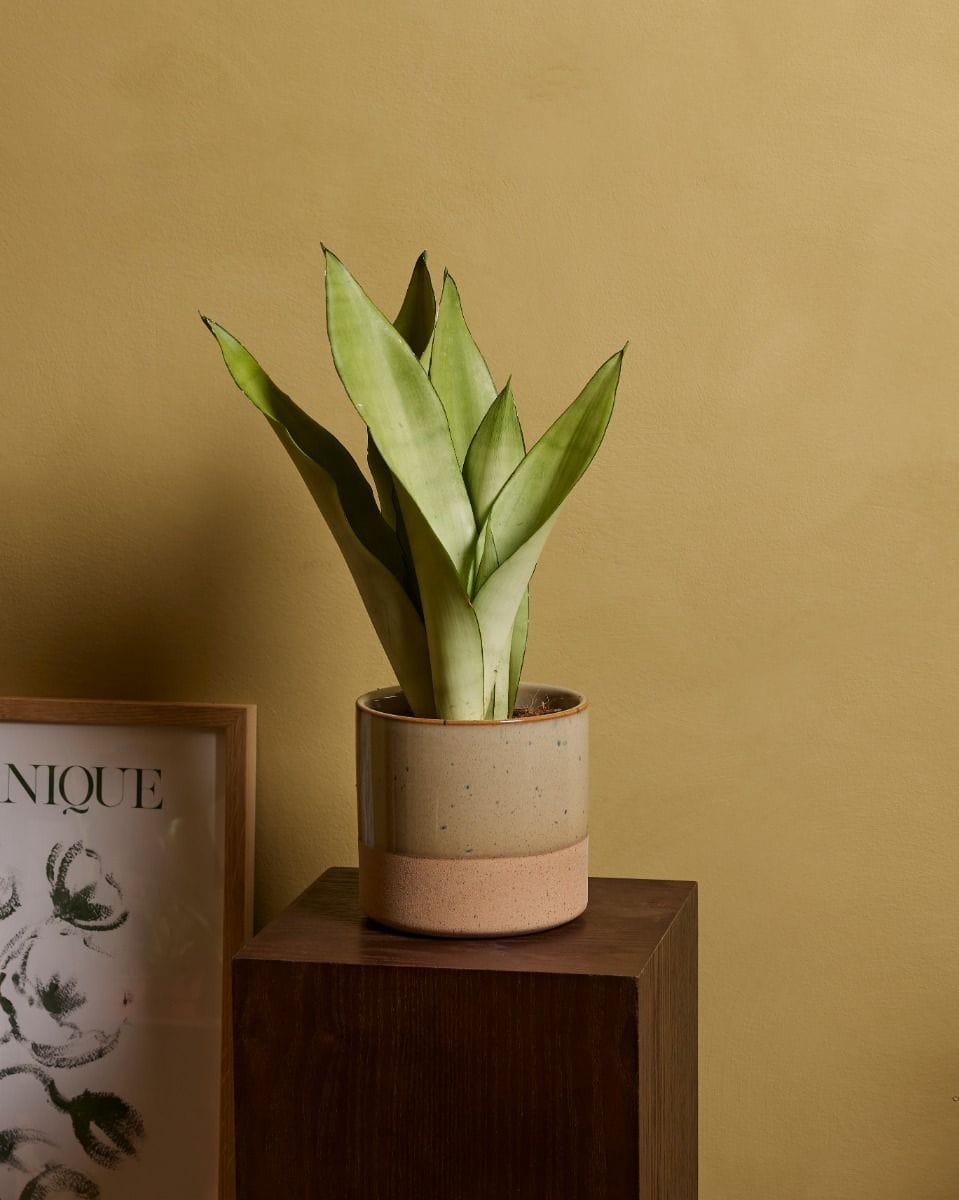 Sansevieria Trifasciata Moonshine Snake Plant