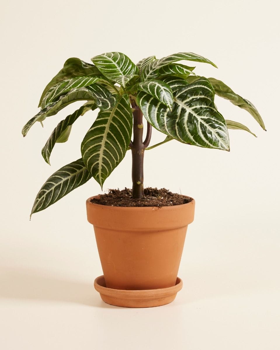 Aphelandra Squarrosa