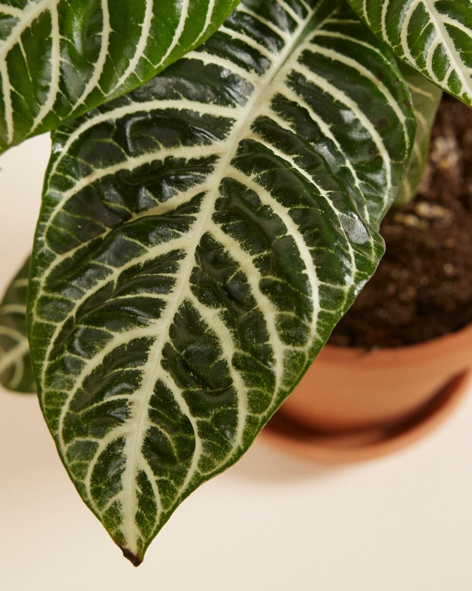 Aphelandra Squarrosa