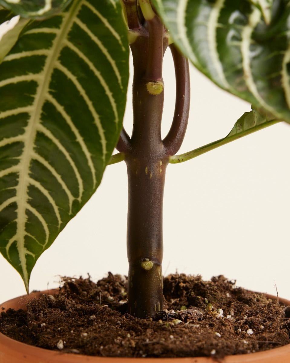 Aphelandra Squarrosa