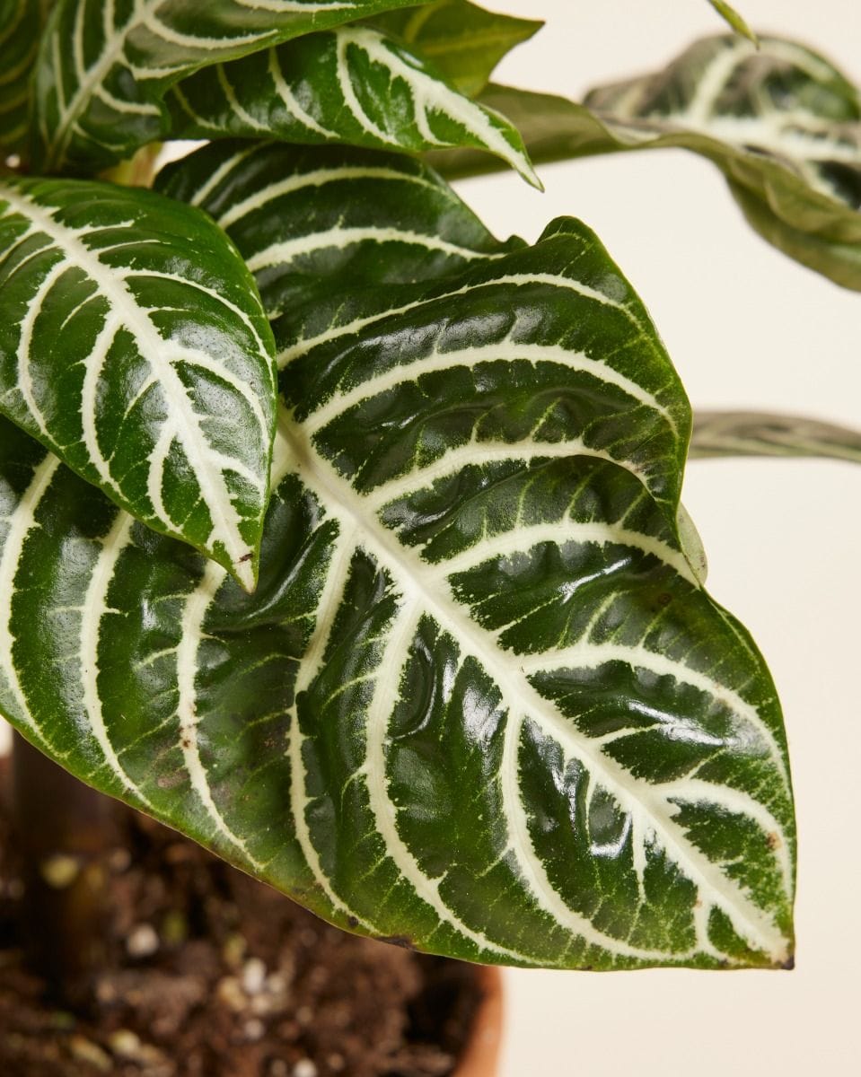 Aphelandra Squarrosa