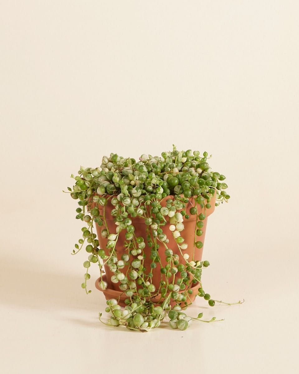 Senecio Rowleyanus Variegated