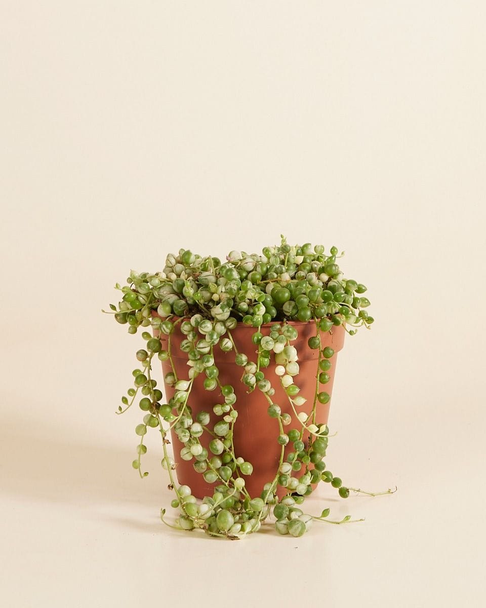 Senecio Rowleyanus Variegated