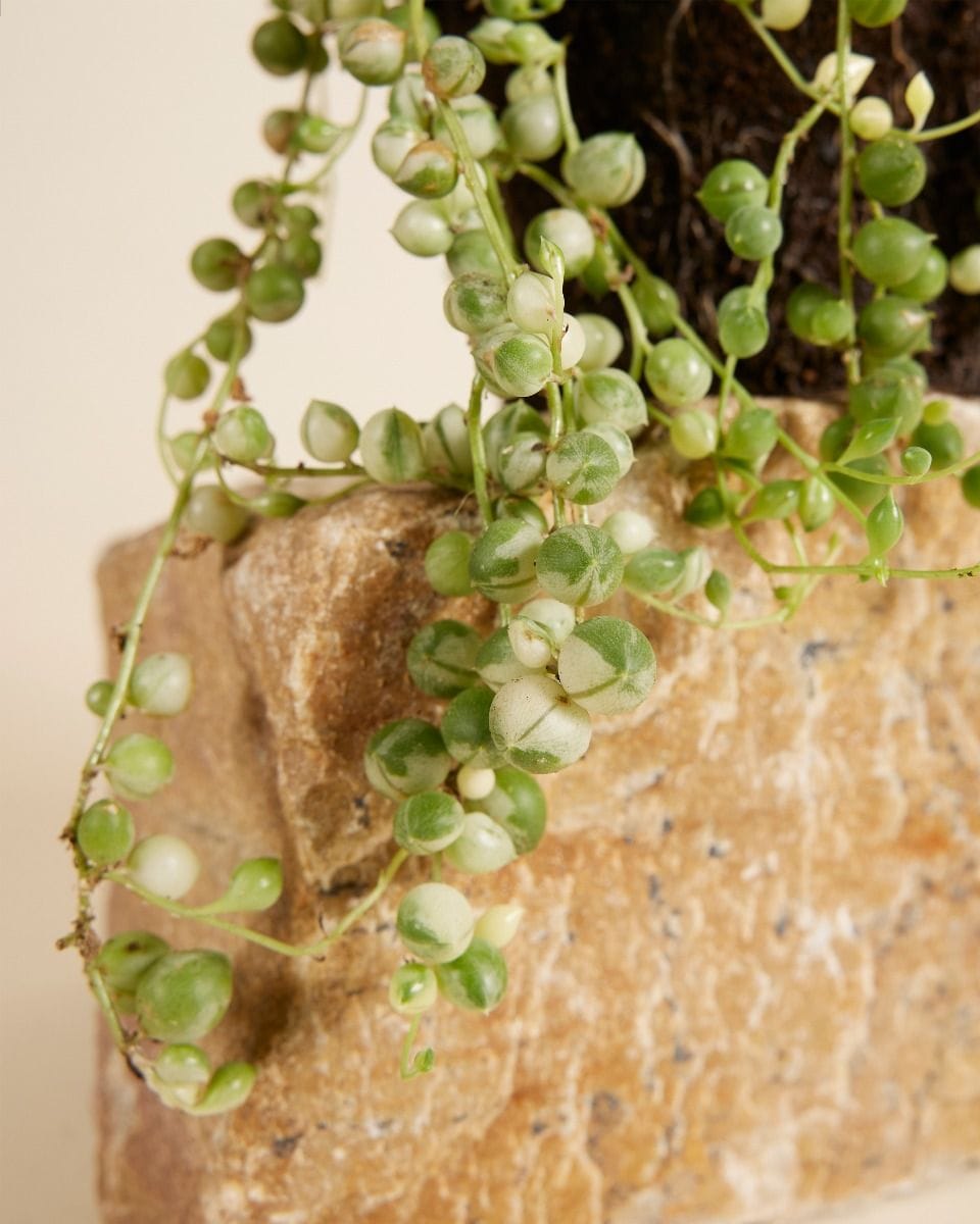 Senecio Rowleyanus Variegated