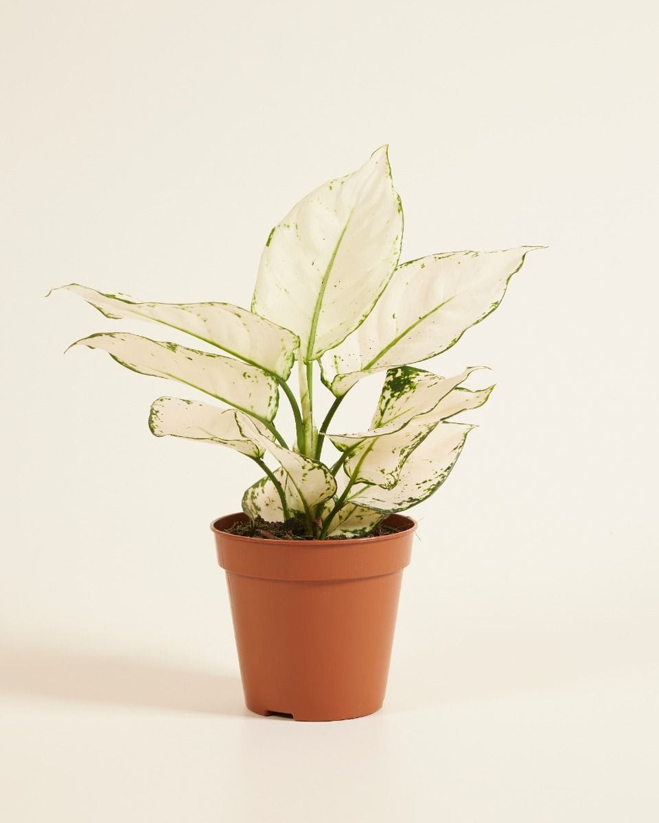 Aglaonema Chinese Evergreen White Joy