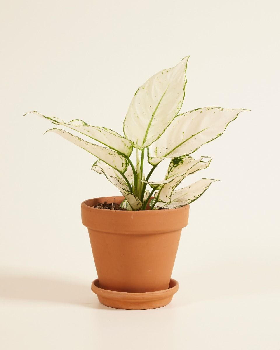 Aglaonema Chinese Evergreen White Joy
