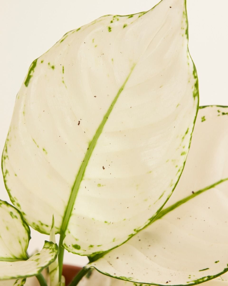 Aglaonema Chinese Evergreen White Joy