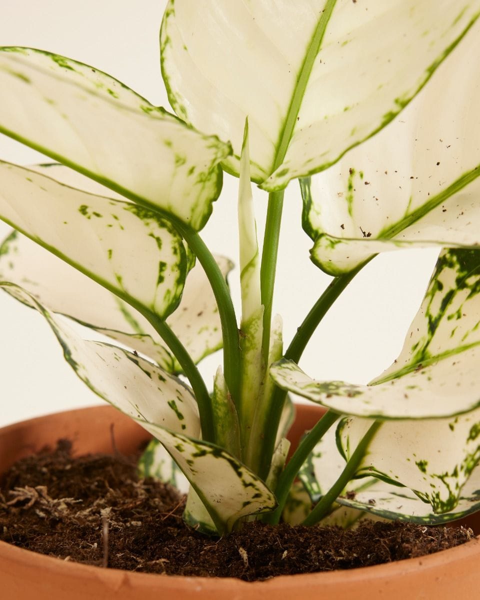 Aglaonema Chinese Evergreen White Joy
