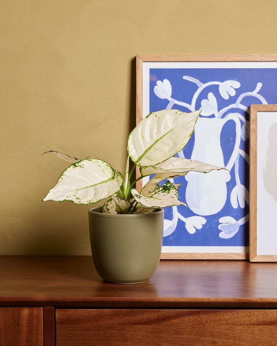 Aglaonema Chinese Evergreen White Joy