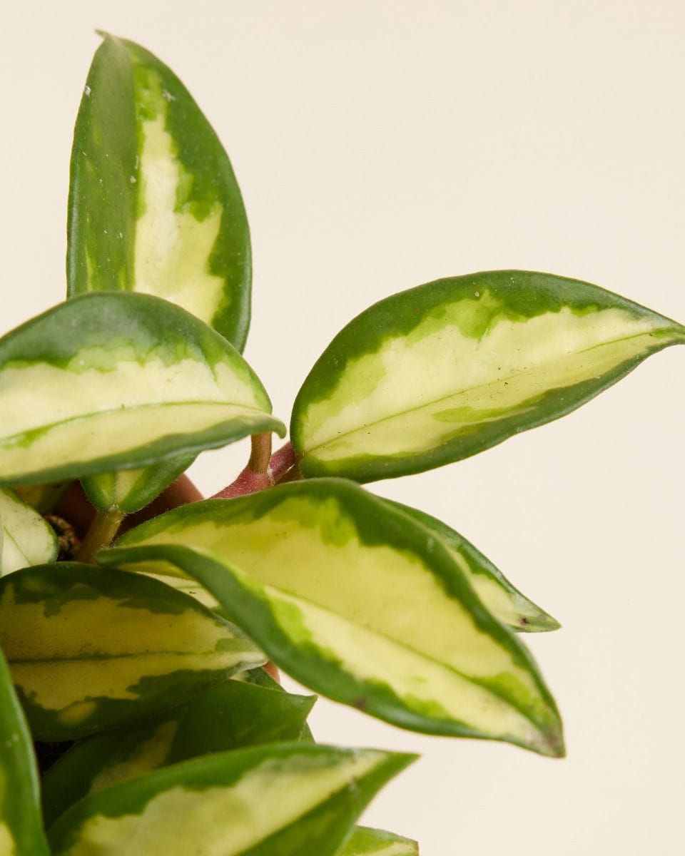 Hoya Carnosa Tricolor