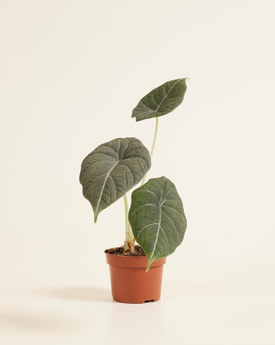 Alocasia Elephant Ears Maharani