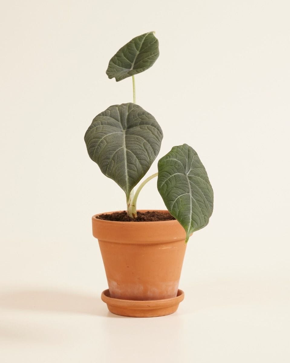 Alocasia Elephant Ears Maharani