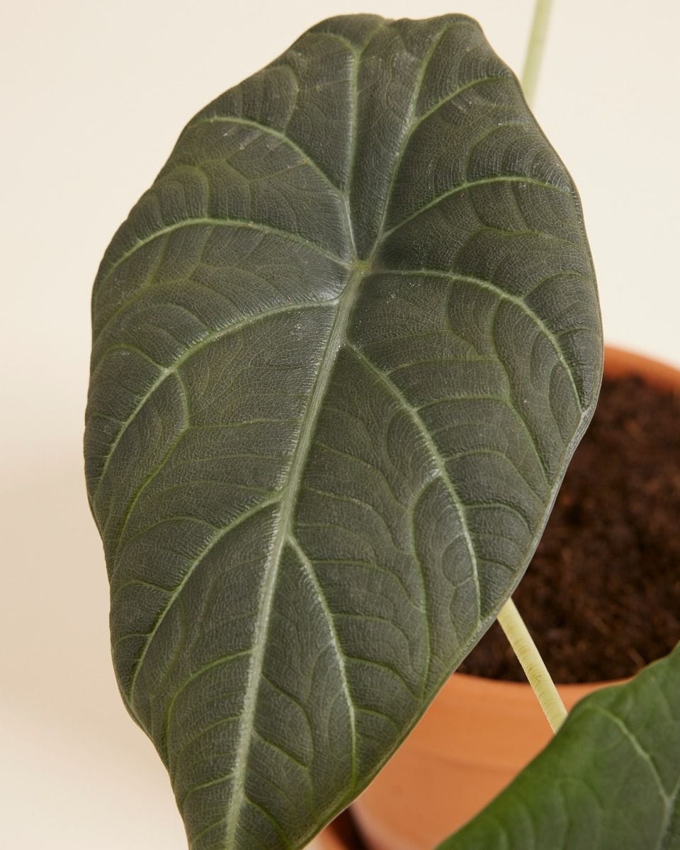 Alocasia Elephant Ears Maharani