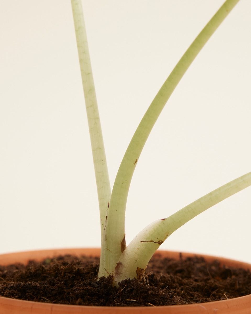 Alocasia Elephant Ears Maharani