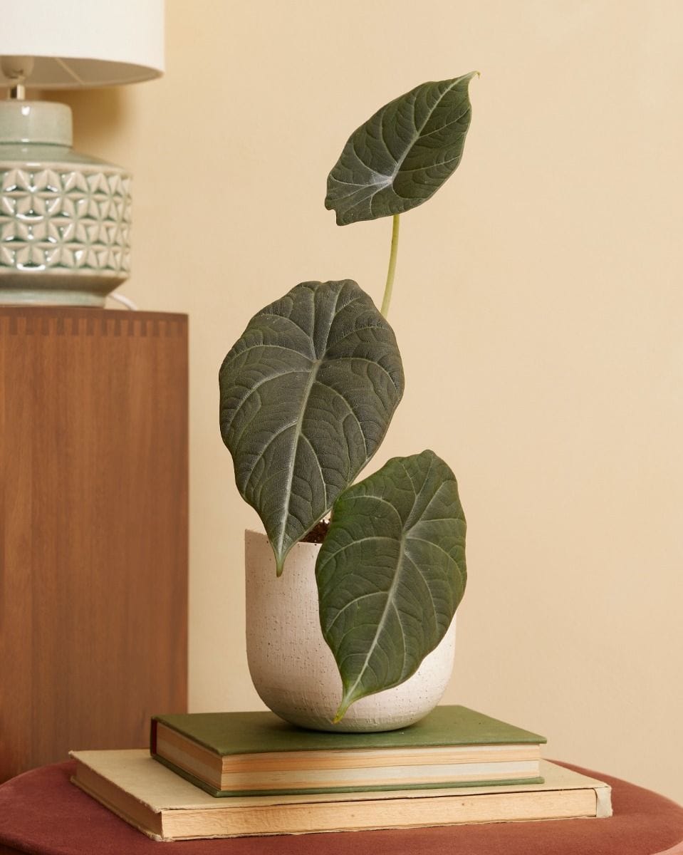 Alocasia Elephant Ears Maharani