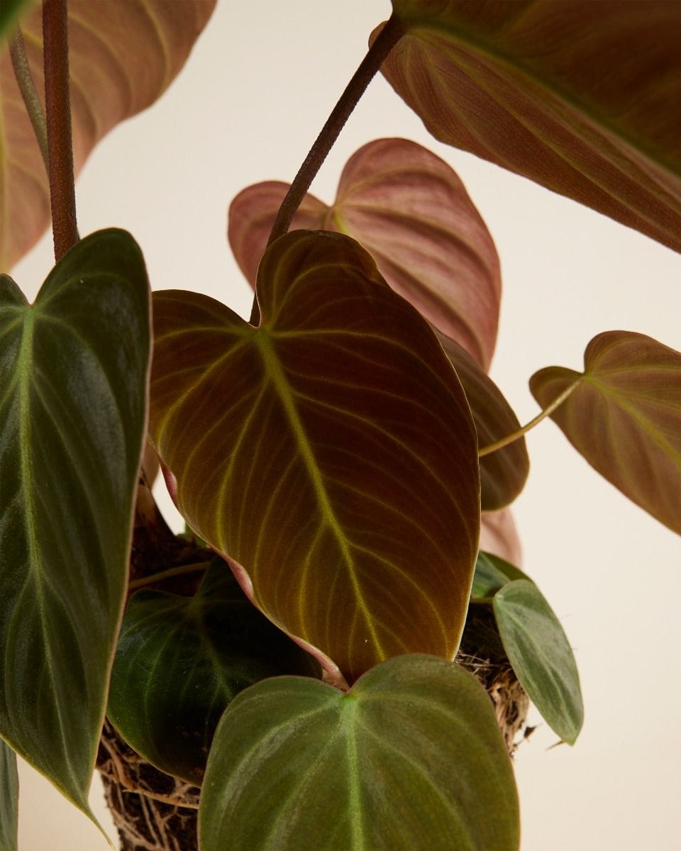 Philodendron El Choco Red