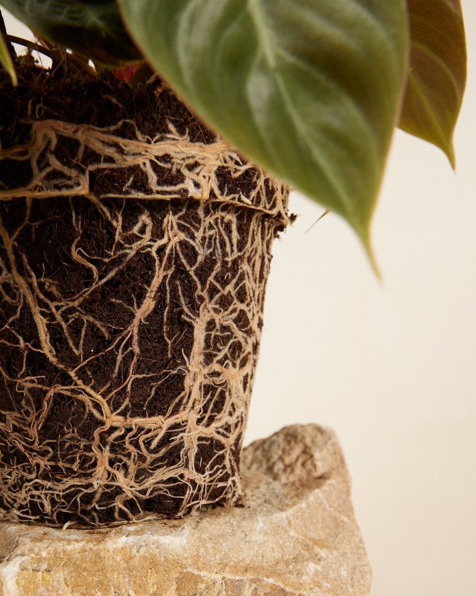 Philodendron El Choco Red