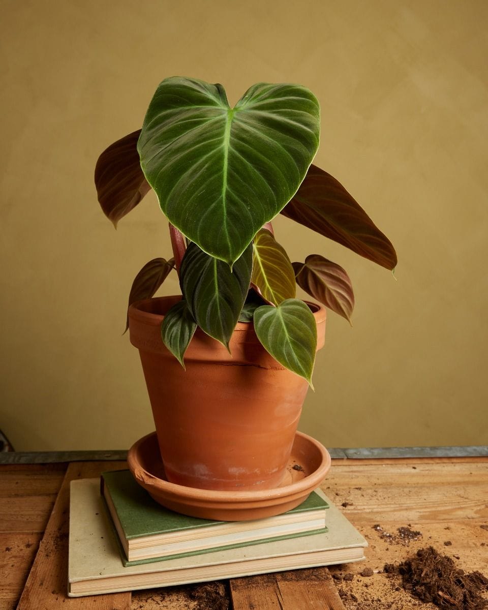 Philodendron El Choco Red