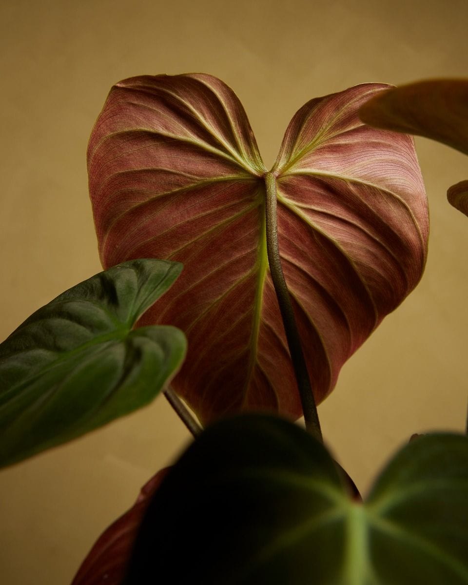 Philodendron El Choco Red