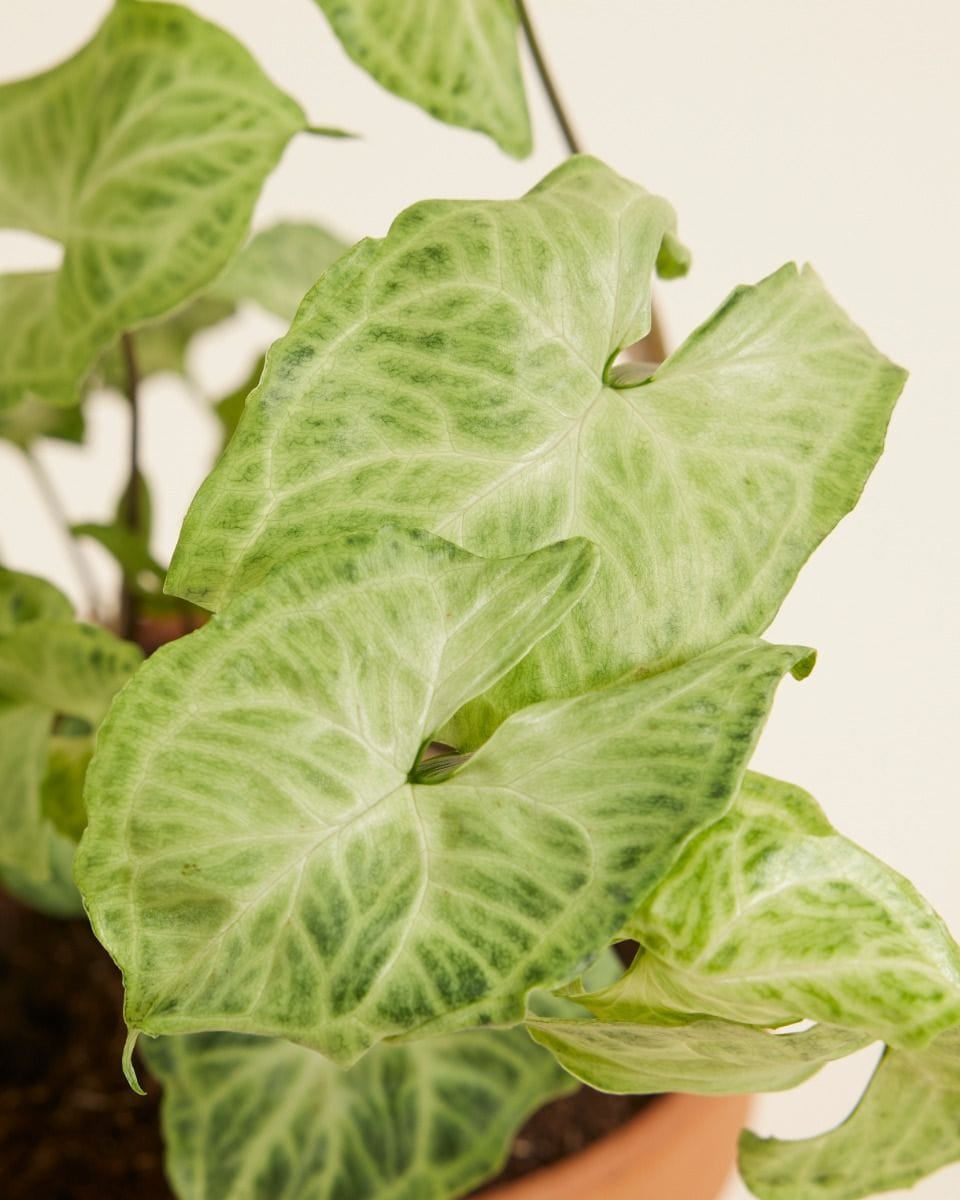 Syngonium Batik