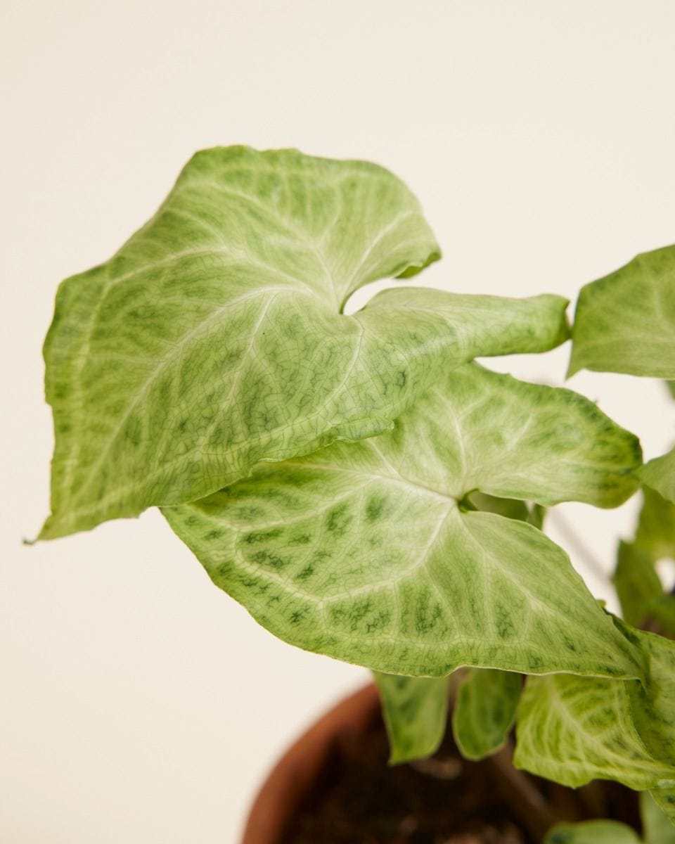 Syngonium Batik