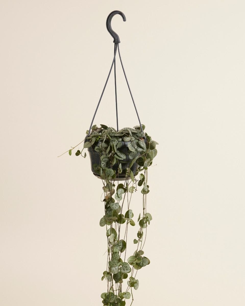 Ceropegia Woodii Rosary Vine String of Hearts