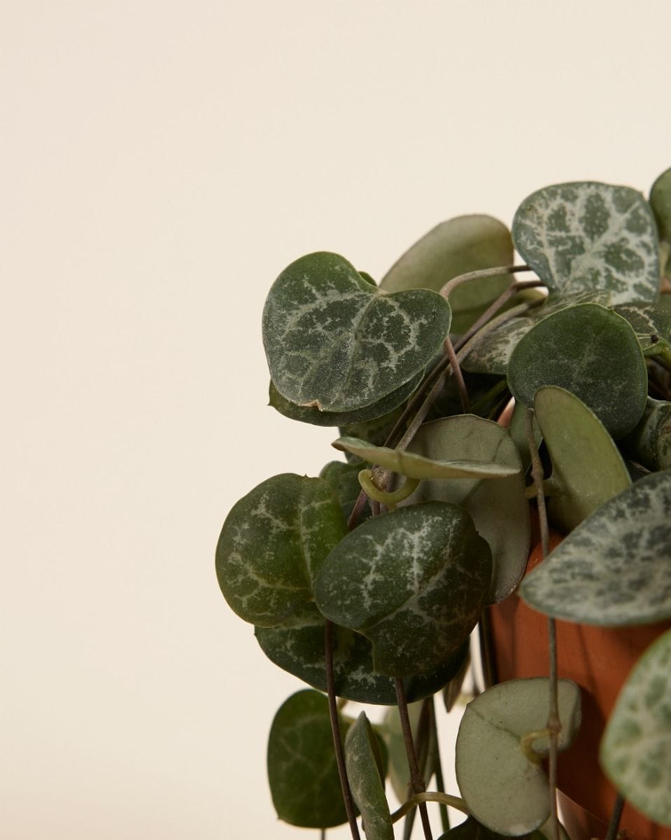 Ceropegia Woodii Rosary Vine String of Hearts