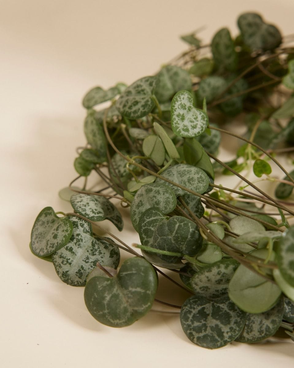 Ceropegia Woodii Rosary Vine String of Hearts