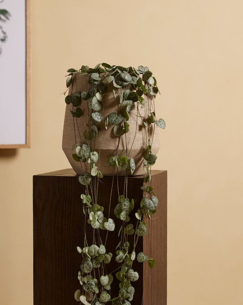 Ceropegia Woodii Rosary Vine String of Hearts
